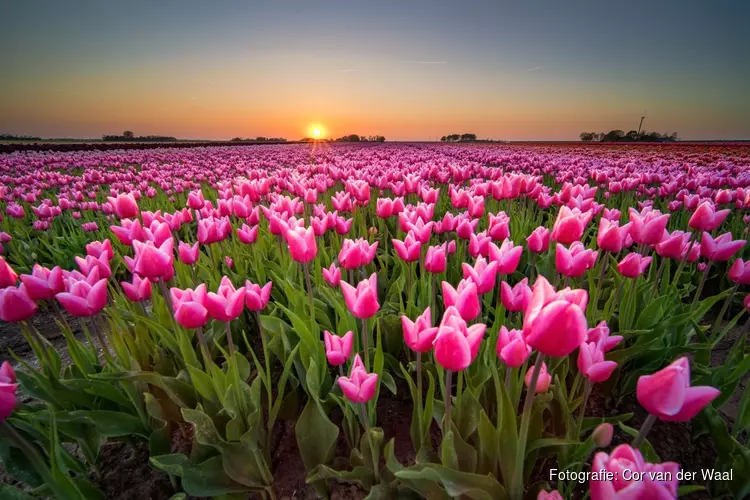 Tulpenroute Flevoland breidt uit naar Almere