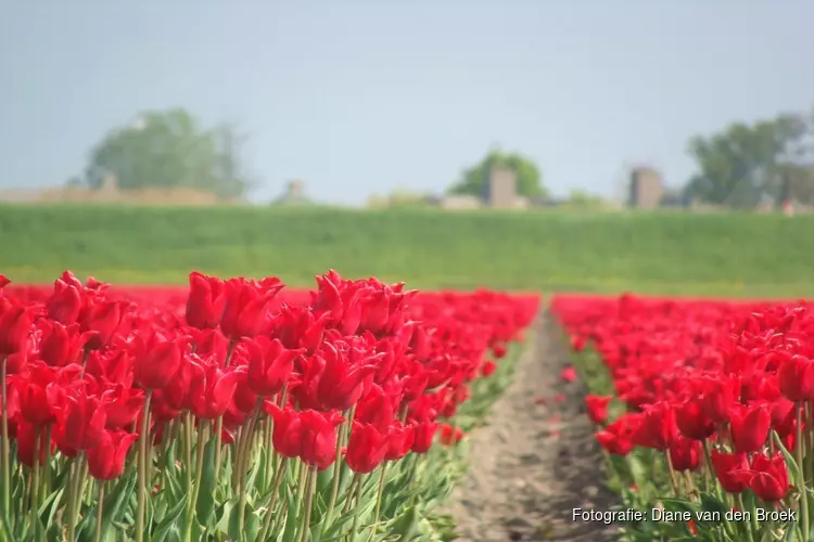 Tulpenroute Flevoland 2020 gaat niet door