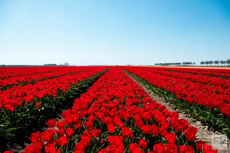 Flevoland gaat weer uit zijn bol! Tijdens Tulpenroute Flevoland van 16 april t/m 7 mei 2022