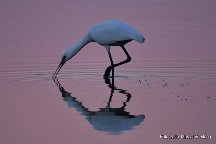 Wereld Trekvogeldag voor vogelaars bij Oostvaardersplassen Almere