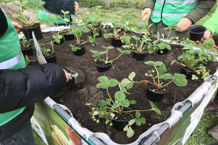 Kandidaten gezocht voor opleiding moestuincoach